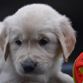 chiot Golden retriever sable Rainforest élevage du Fond de la Noye