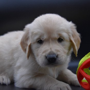 chiot Golden retriever sable Rainforest élevage du Fond de la Noye