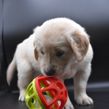 chiot Golden retriever sable Rainforest élevage du Fond de la Noye