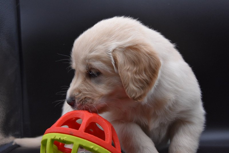 Rainforest du Fond de la Noye Femelle Golden retriever