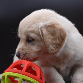 chiot Golden retriever sable Rainforest élevage du Fond de la Noye