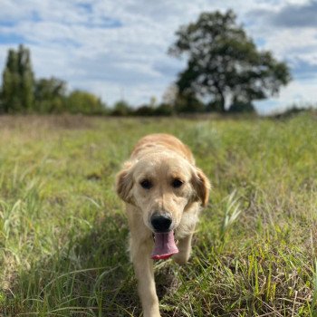 chien Golden retriever sable Rainforest élevage du Fond de la Noye