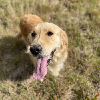 chien Golden retriever sable Rainforest élevage du Fond de la Noye chien Golden retriever sable Rainforest élevage du Fond de la Noye