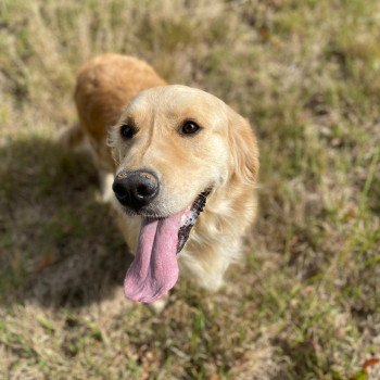 chien Golden retriever sable Rainforest élevage du Fond de la Noye