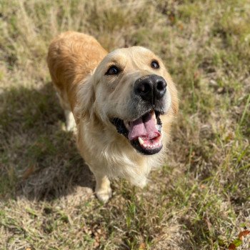 chien Golden retriever sable Rainforest élevage du Fond de la Noye