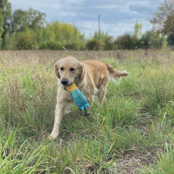 chien Golden retriever sable Rainforest élevage du Fond de la Noye