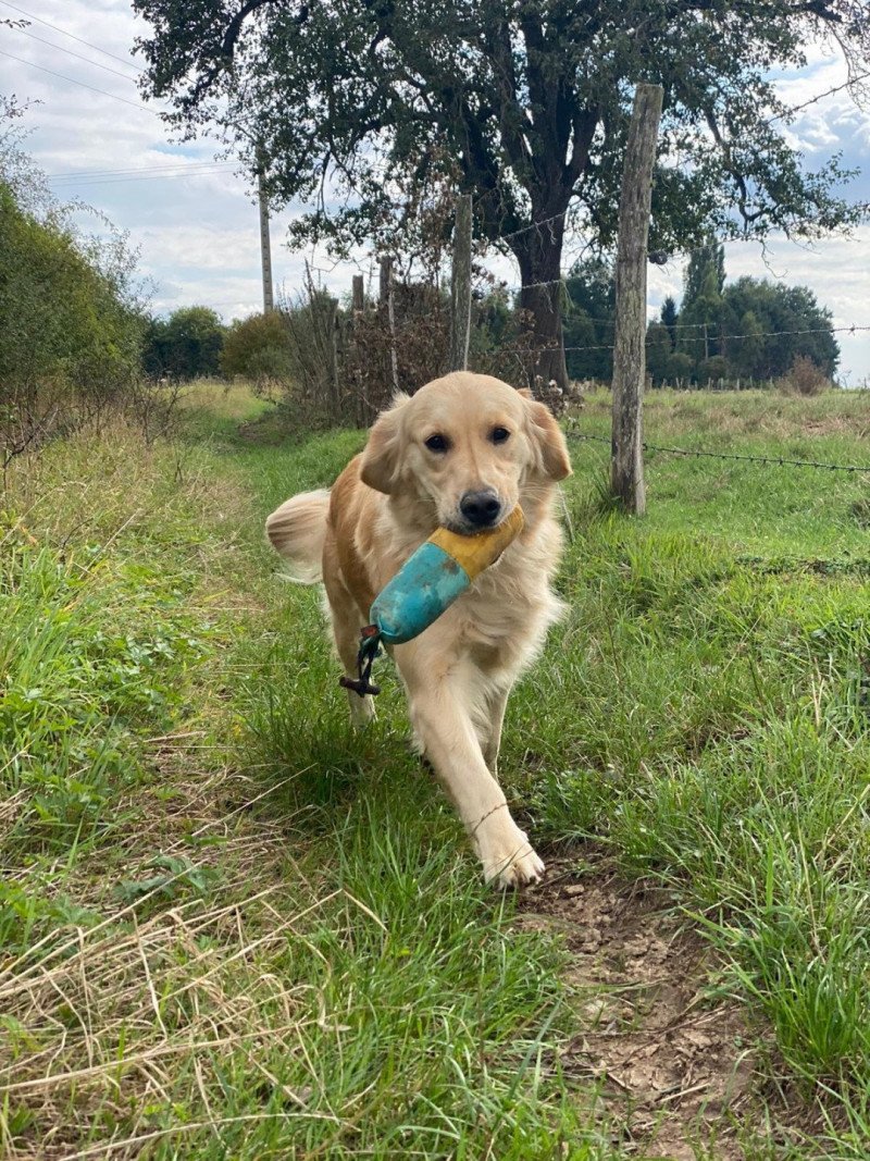 Rainforest du Fond de la Noye Femelle Golden retriever