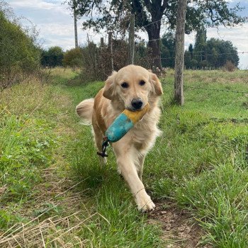 chien Golden retriever sable Rainforest élevage du Fond de la Noye chien Golden retriever sable Rainforest élevage du Fond de la Noye