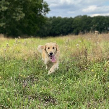 chien Golden retriever sable Rainforest élevage du Fond de la Noye