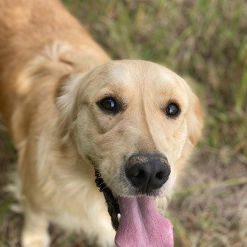 chien Golden retriever sable Rainforest élevage du Fond de la Noye