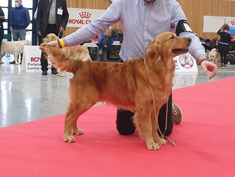 Roméo des Fields d'Est Mâle Golden retriever