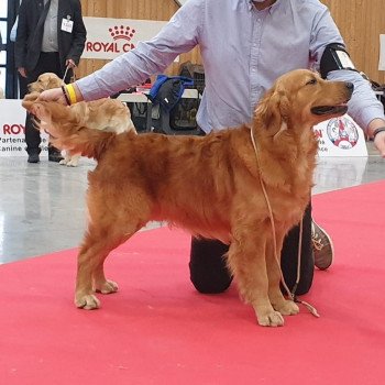 chien Golden retriever fauve orangé Roméo élevage du Fond de la Noye chien Golden retriever fauve orangé Roméo élevage du Fond de la Noye
