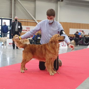 chien Golden retriever fauve orangé Roméo élevage du Fond de la Noye