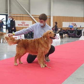 chien Golden retriever fauve orangé Roméo élevage du Fond de la Noye