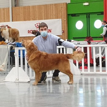 chien Golden retriever fauve orangé Roméo élevage du Fond de la Noye