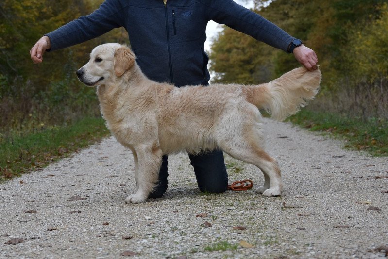 Roosevelt de la Lagune de Montdésir Mâle Golden retriever
