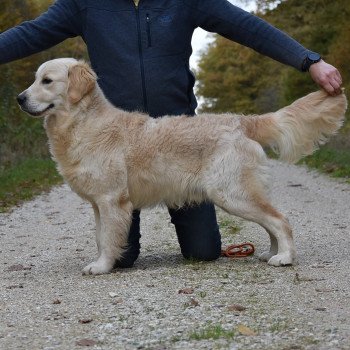 chien Golden retriever sable Roosevelt élevage du Fond de la Noye Golden retriever