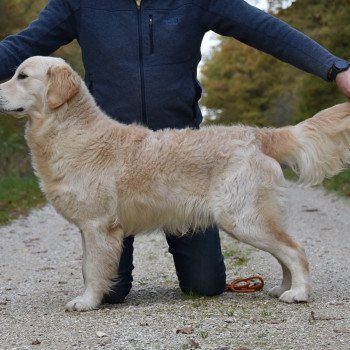chien Golden retriever sable Roosevelt élevage du Fond de la Noye Golden retriever
