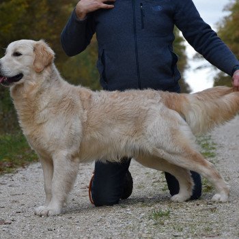 chien Golden retriever sable Roosevelt élevage du Fond de la Noye Golden retriever