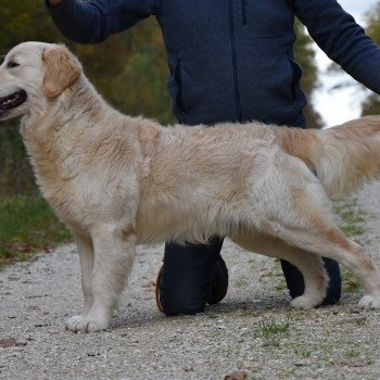 chien Golden retriever sable Roosevelt élevage du Fond de la Noye Golden retriever
