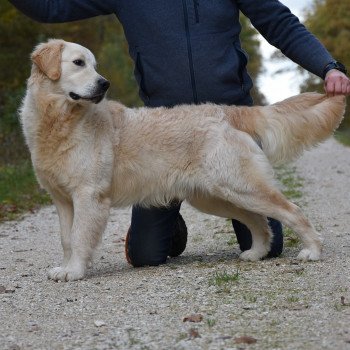 chien Golden retriever sable Roosevelt élevage du Fond de la Noye Golden retriever