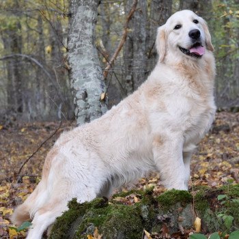 chien Golden retriever sable Roosevelt élevage du Fond de la Noye Golden retriever