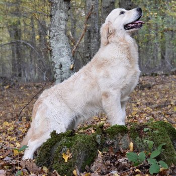 chien Golden retriever sable Roosevelt élevage du Fond de la Noye Golden retriever