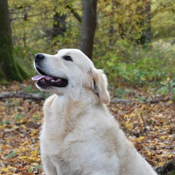chien Golden retriever sable Roosevelt élevage du Fond de la Noye Golden retriever