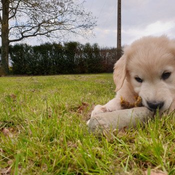 chien Golden retriever sable Roosevelt élevage du Fond de la Noye Golden retriever