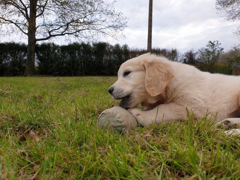 Roosevelt de la Lagune de Montdésir Mâle Golden retriever