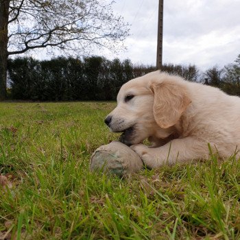 chien Golden retriever sable Roosevelt élevage du Fond de la Noye Golden retriever