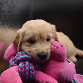 chiot Golden retriever sable Rusty élevage du Fond de la Noye