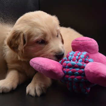 chiot Golden retriever sable Rusty élevage du Fond de la Noye