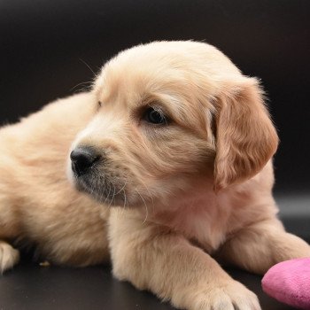 chiot Golden retriever sable Rusty élevage du Fond de la Noye