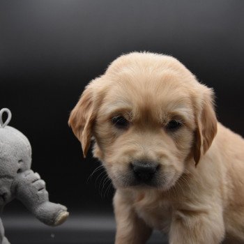 chiot Golden retriever sable Rusty élevage du Fond de la Noye