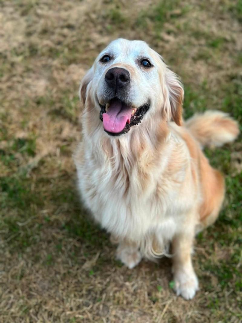 Rusty du Fond de la Noye Femelle Golden retriever
