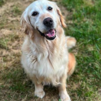 chien Golden retriever sable Rusty élevage du Fond de la Noye
