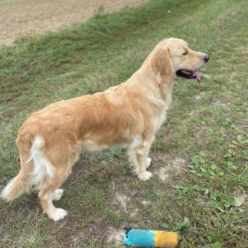 chien Golden retriever sable Rusty élevage du Fond de la Noye chien Golden retriever sable Rusty élevage du Fond de la Noye