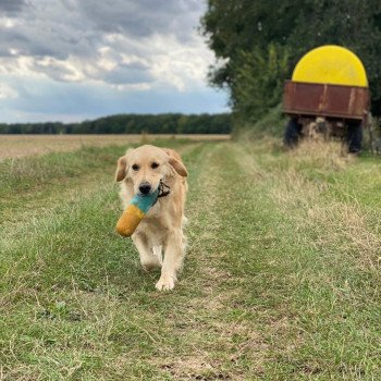 chien Golden retriever sable Rusty élevage du Fond de la Noye