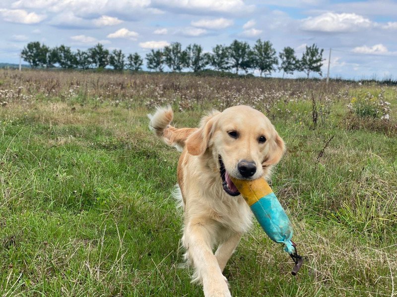 Rusty du Fond de la Noye Femelle Golden retriever