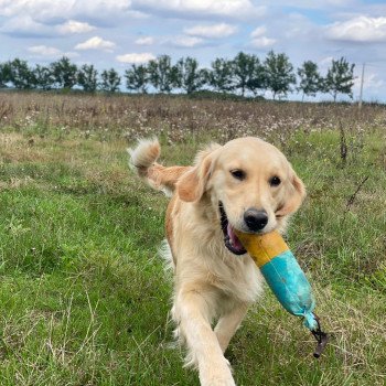 chien Golden retriever sable Rusty élevage du Fond de la Noye