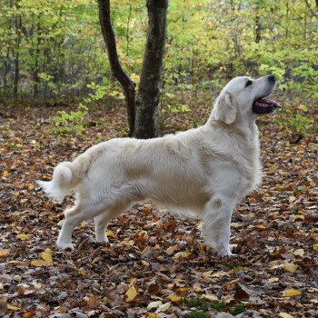 chien Golden retriever Sailor élevage du Fond de la Noye