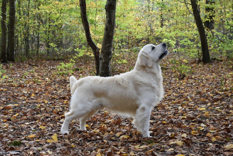 Tramin Sailor Mâle Golden retriever