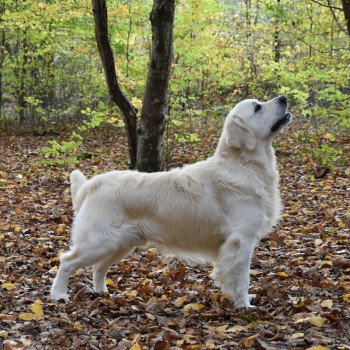 chien Golden retriever Sailor élevage du Fond de la Noye