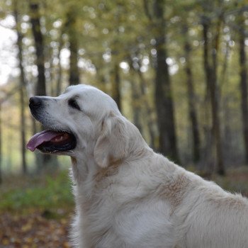 chien Golden retriever Sailor élevage du Fond de la Noye