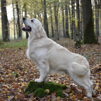 chien Golden retriever Sailor élevage du Fond de la Noye