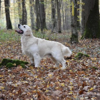 chien Golden retriever Sailor élevage du Fond de la Noye