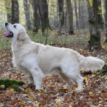 chien Golden retriever Sailor élevage du Fond de la Noye