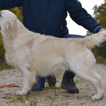 chien Golden retriever Sailor élevage du Fond de la Noye