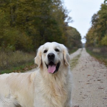 chien Golden retriever Sailor élevage du Fond de la Noye chien Golden retriever Sailor élevage du Fond de la Noye